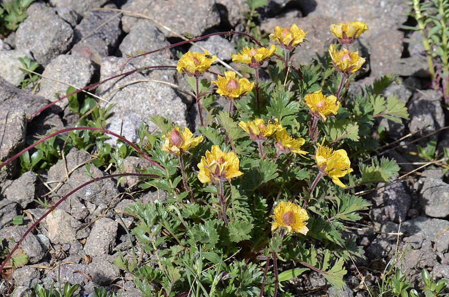 Geum reptans